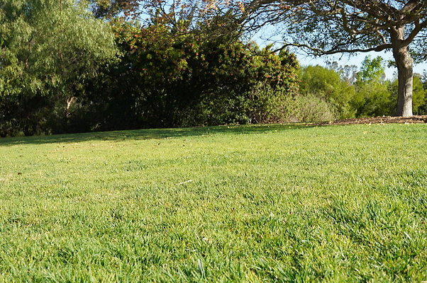 So.Coast.Grass.Upper.Meadow.61