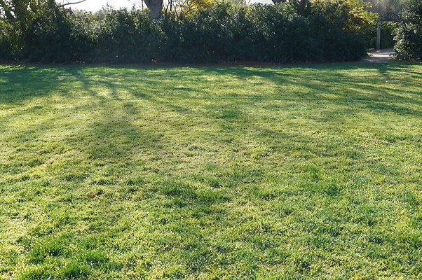 So.Coast.Grass.Upper.Meadow.31