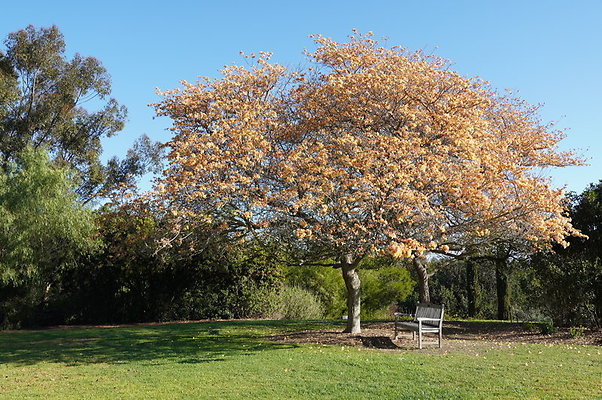 So.Coast.Grass.Upper.Meadow.64