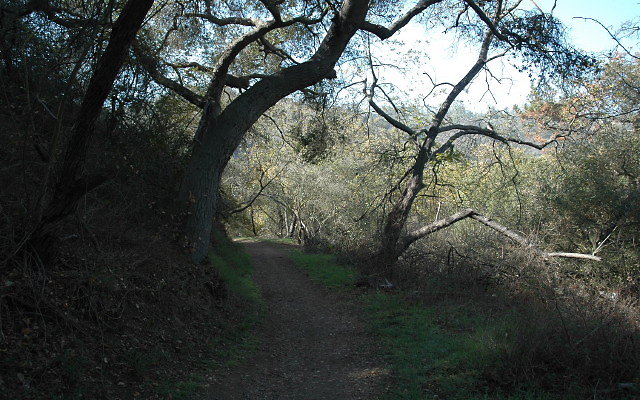 DSC 0094