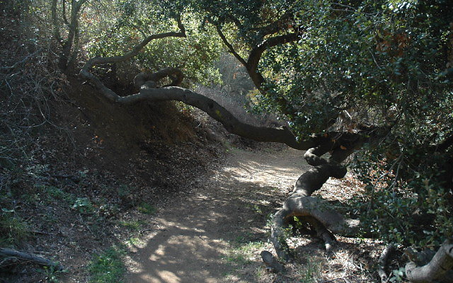 DSC 0083