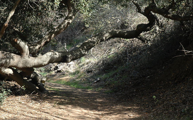 DSC 0077