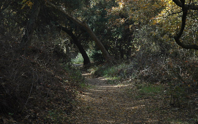 DSC 0078