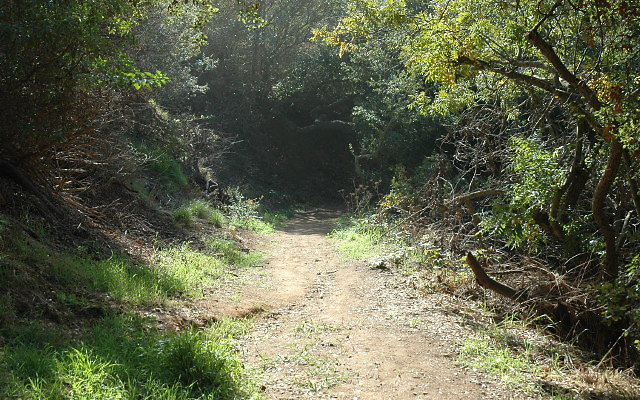 DSC 0086