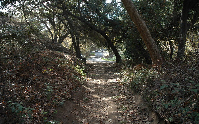 DSC 0075
