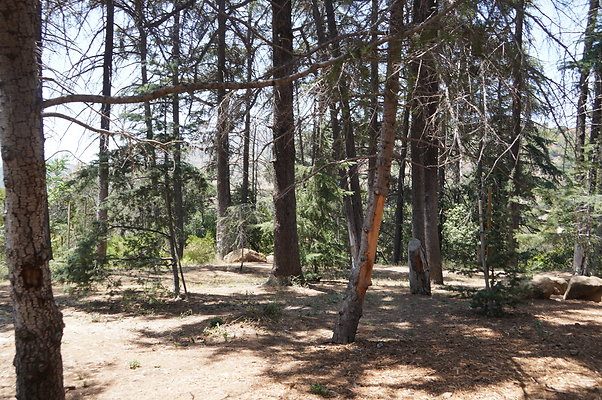 Cedar Grove.GP.063