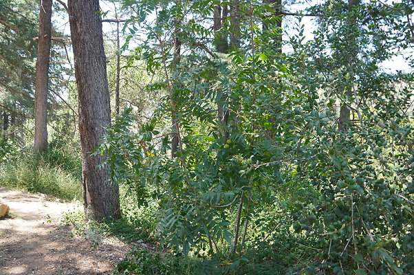 Cedar Grove.GP.086