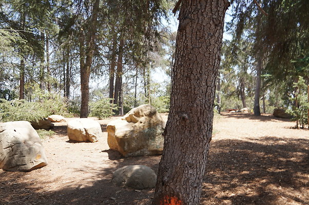 Cedar Grove.GP.068