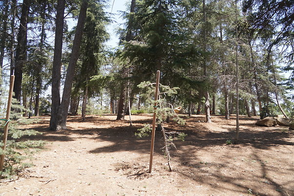 Cedar Grove.GP.079