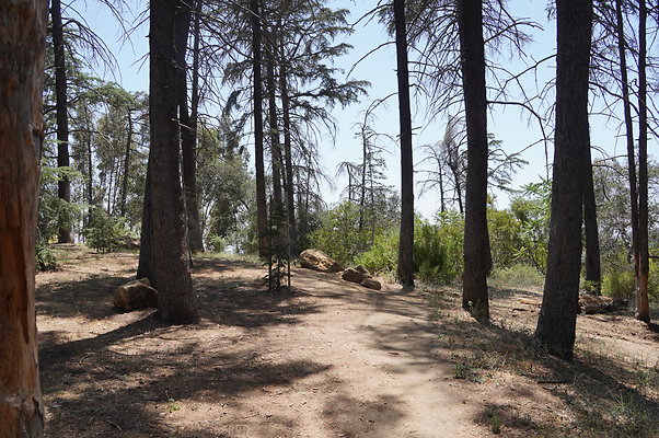 Cedar Grove.GP.075