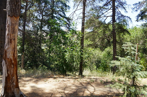 Cedar Grove.GP.070