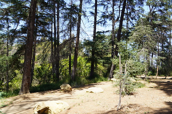 Cedar Grove.GP.071