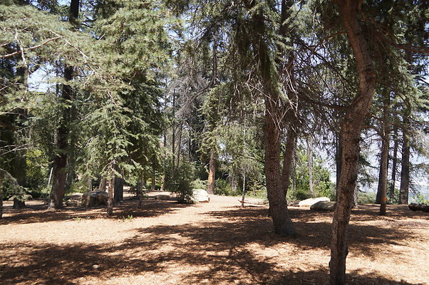 Cedar Grove.GP.066