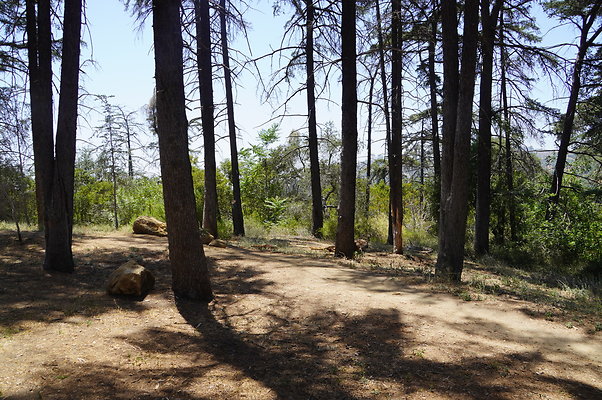 Cedar Grove.GP.069