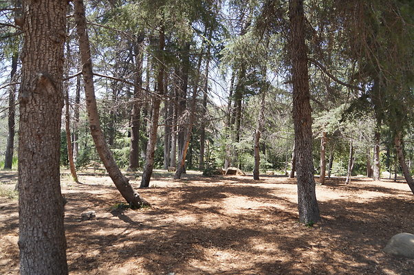 Cedar Grove.GP.061