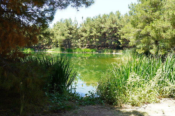 GOR.Pine Lake.086
