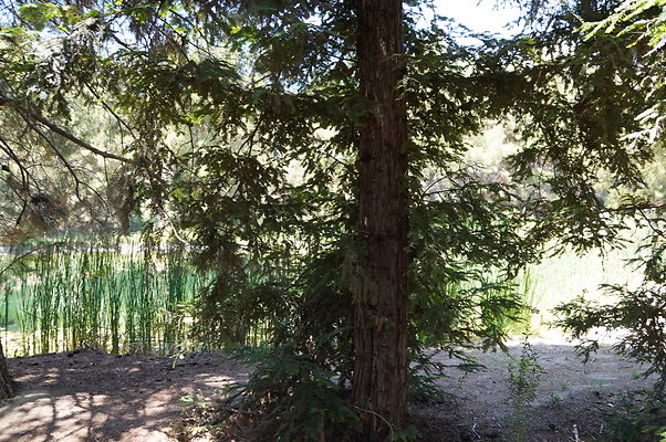 GOR.Pine Lake.047