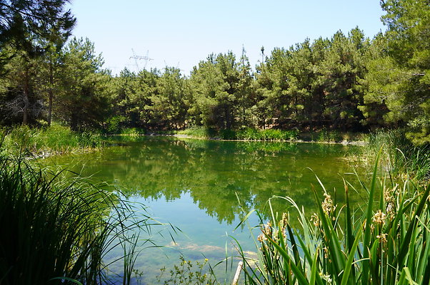 GOR.Pine Lake.095