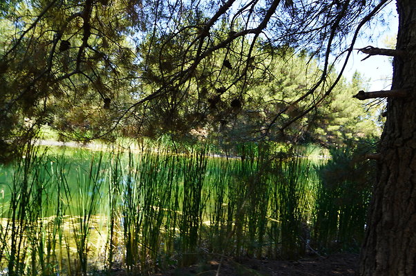 GOR.Pine Lake.055
