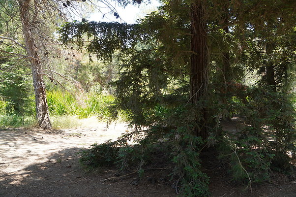 GOR.Pine Lake.036