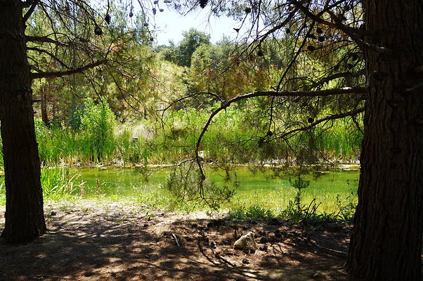 GOR.Pine Lake.051