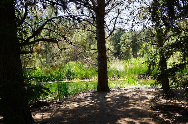 GOR.Pine Lake.044