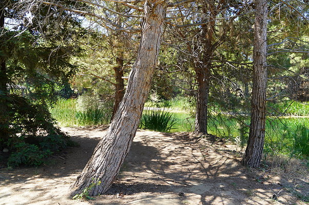 GOR.Pine Lake.033