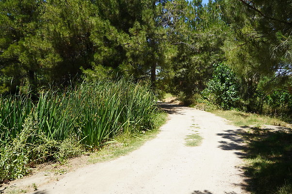 GOR.Pine Lake.087