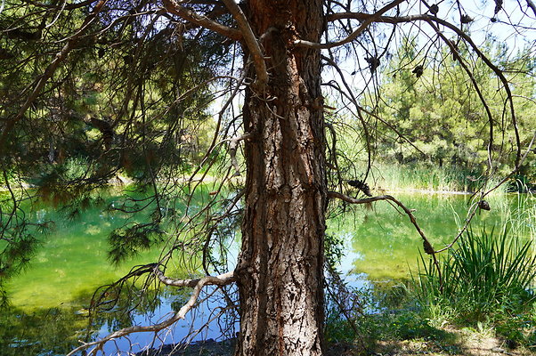 GOR.Pine Lake.040