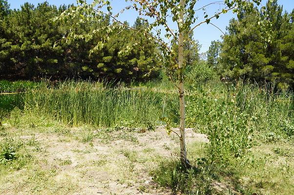 GOR.Pine Lake.030