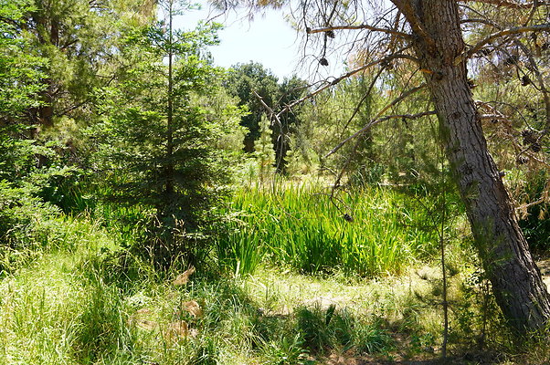 GOR.Pine Lake.031