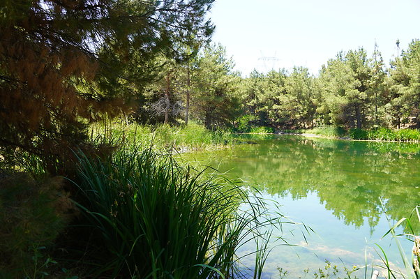 GOR.Pine Lake.094