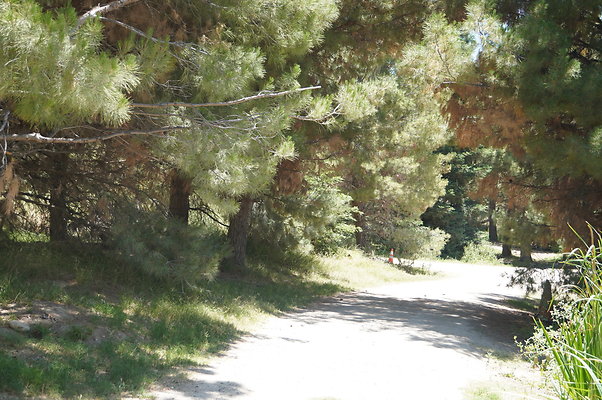 GOR.Pine Lake.083