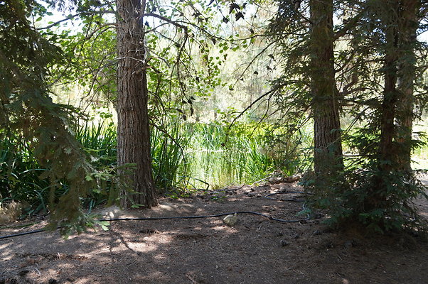 GOR.Pine Lake.042
