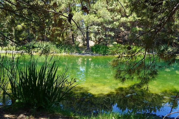 GOR.Pine Lake.039