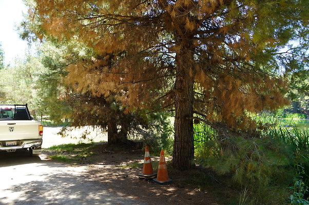 GOR.Pine Lake.091