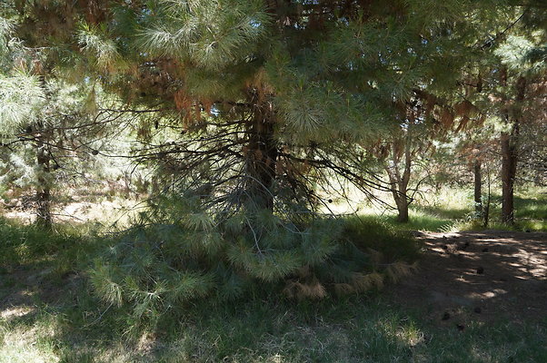 GOR.Pine Lake.098