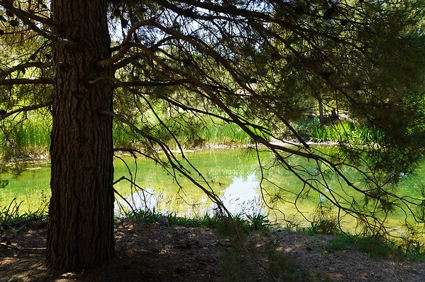 GOR.Pine Lake.052