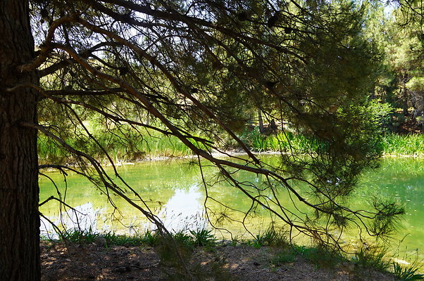 GOR.Pine Lake.053