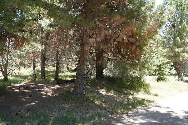 GOR.Pine Lake.099