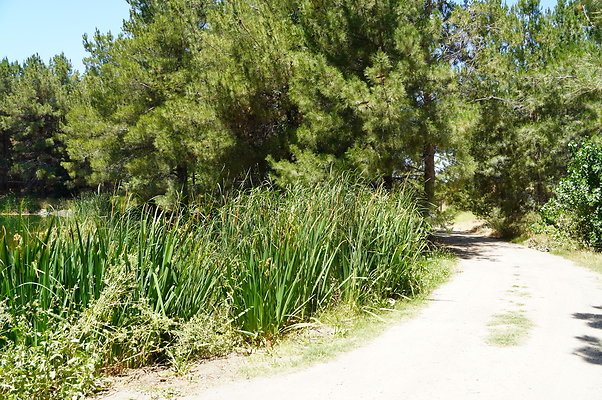 GOR.Pine Lake.093