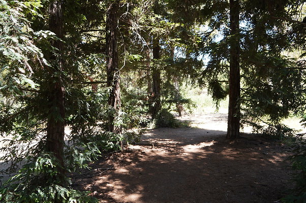 GOR.Pine Lake.048