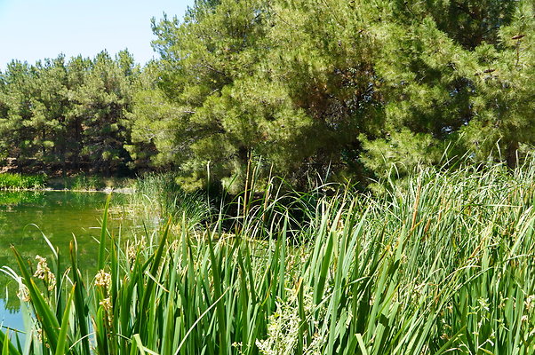 GOR.Pine Lake.096