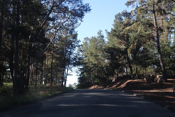 CAMBRIA PINES RD.11