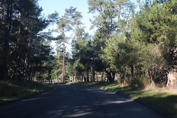 CAMBRIA PINES RD.7