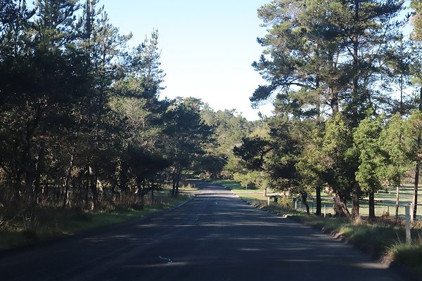 CAMBRIA PINES RD.8