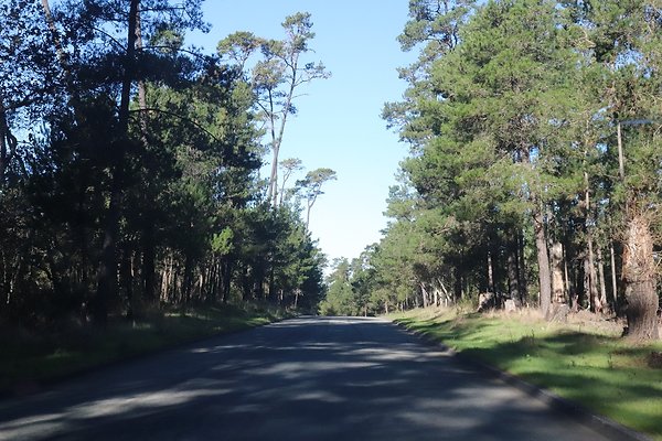 CAMBRIA PINES RD.5