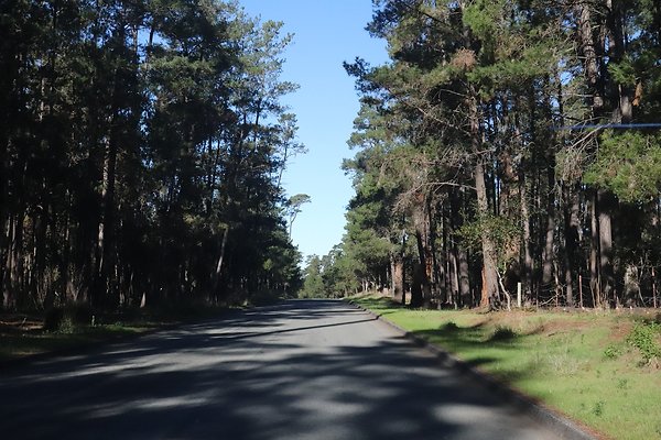 CAMBRIA PINES RD.4