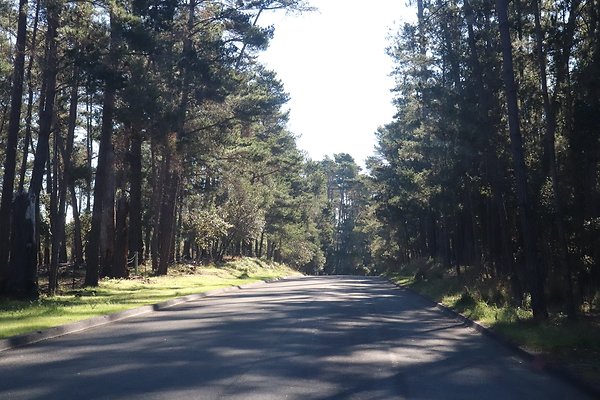 CAMBRIA PINES RD.2