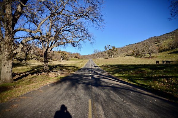Beartrap.Rd.Trees.4.4.Mile (7)